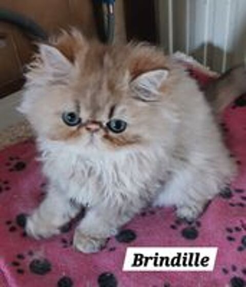   Magnifiques chatons Persans 