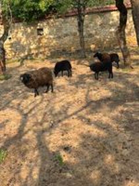   Moutons d'Ouessant . 
