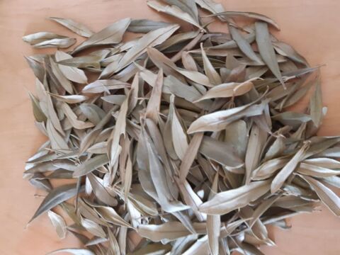 branches d'Olivier pour dcoction ou autres, les 2 grammes 1 La Seyne-sur-Mer (83)
