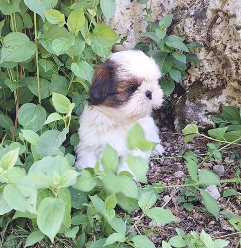 Adorables shih tzu LOF 1600 16400 Vœuil-et-giget