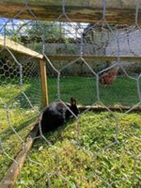   Lapin nain mâle 