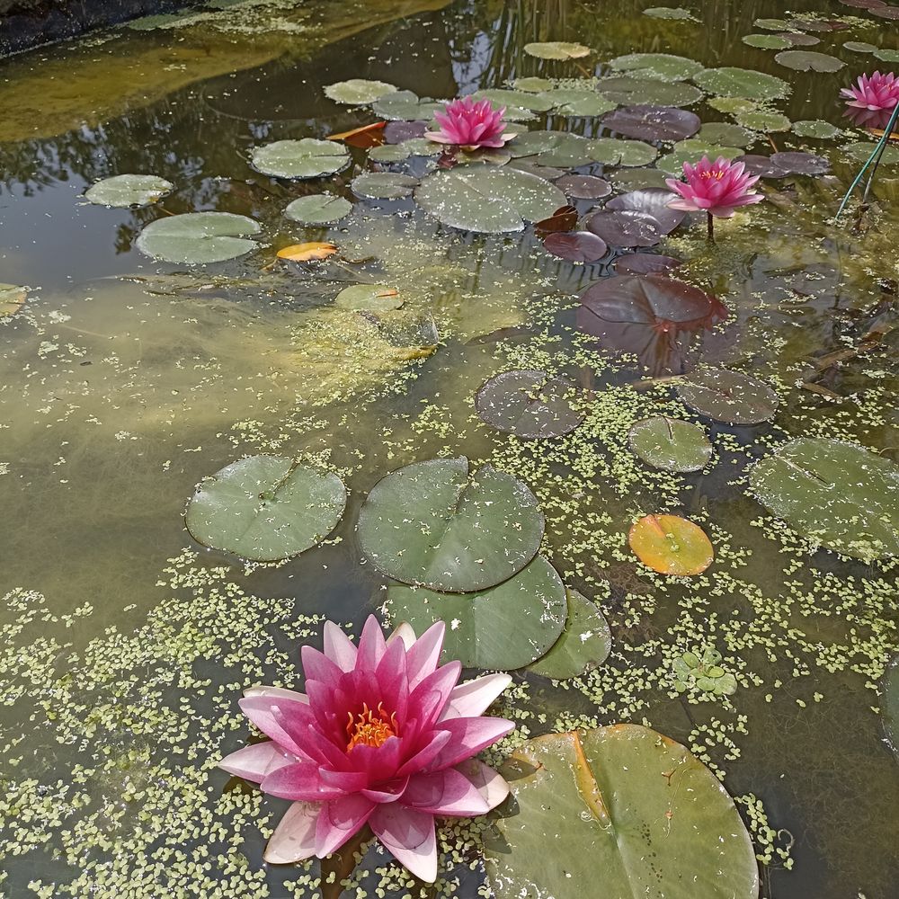 N&eacute;nuphar rose pour bassin Jardin