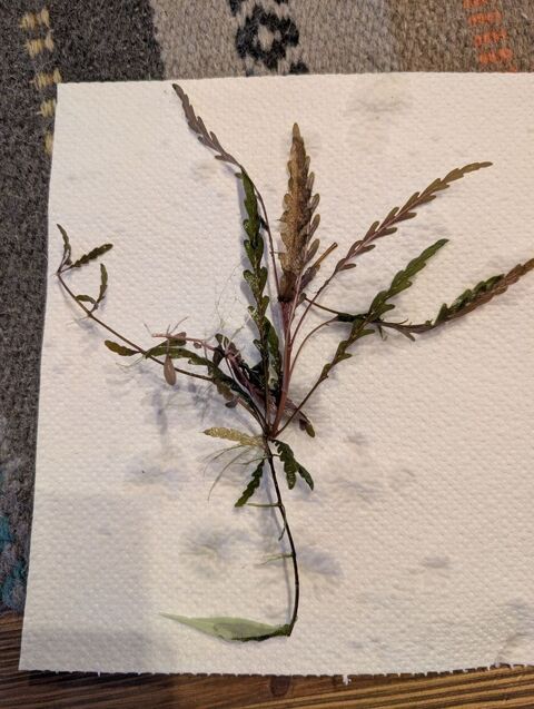 plantes et poissons 2 57580 Vatimont