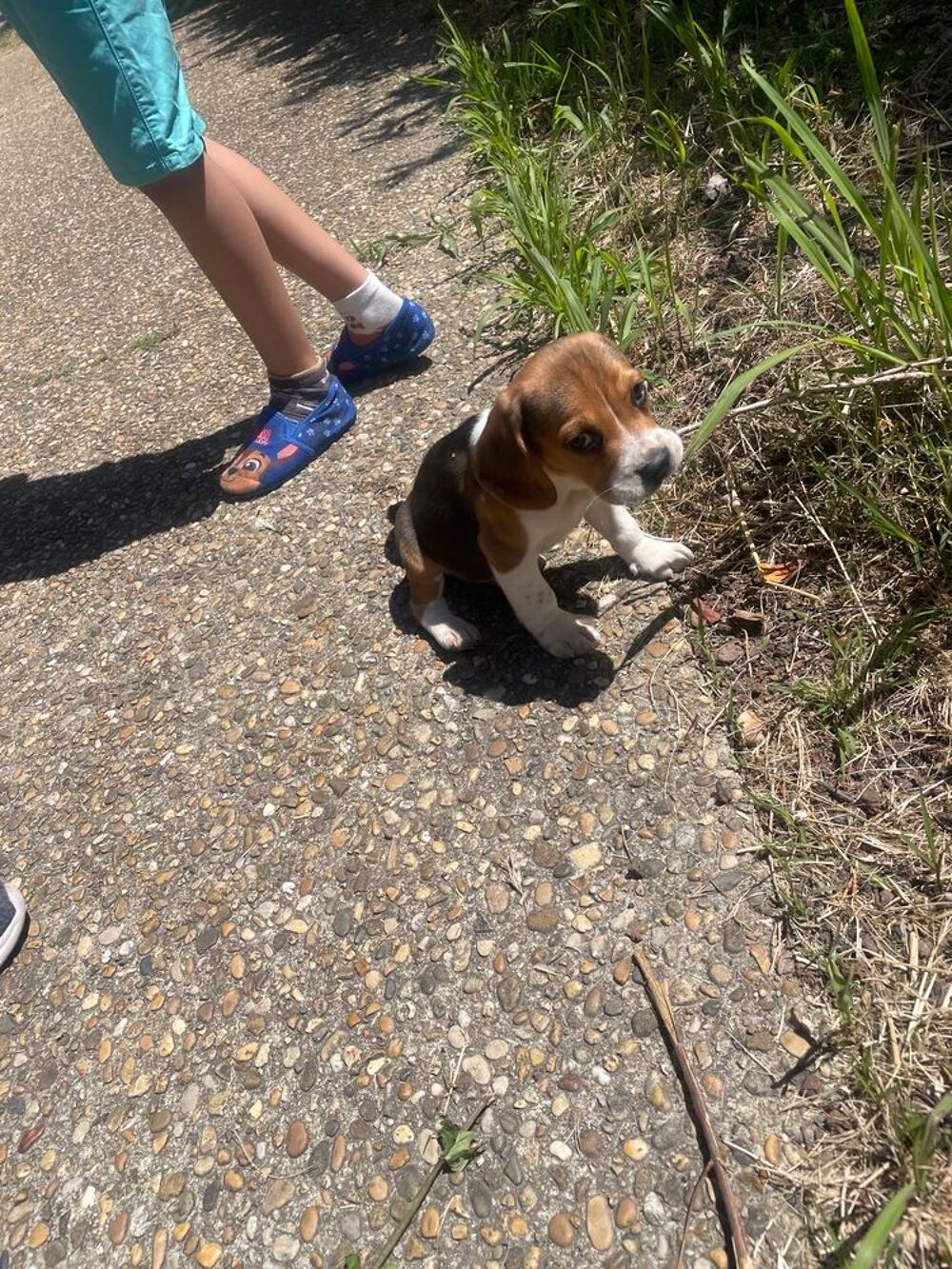   chiot beagle pure race ayant 2 mois 