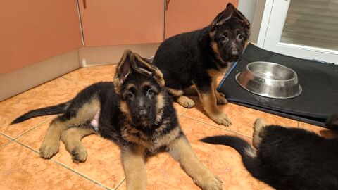 R&eacute;servation de chiots Berger Allemand ( LOF ) 1200 66180 Villeneuve-de-la-raho