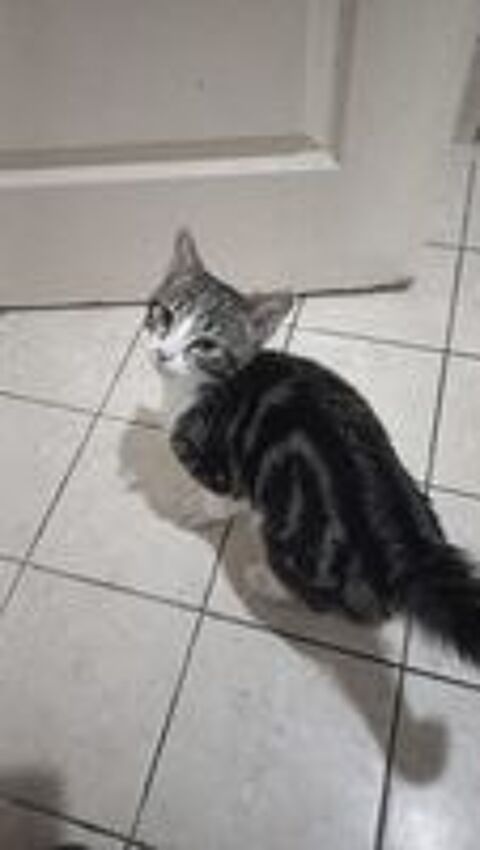   Je mon chat pour cause sant merci 