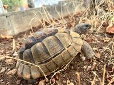   Tortue graeca mâle adulte de 15 ans  