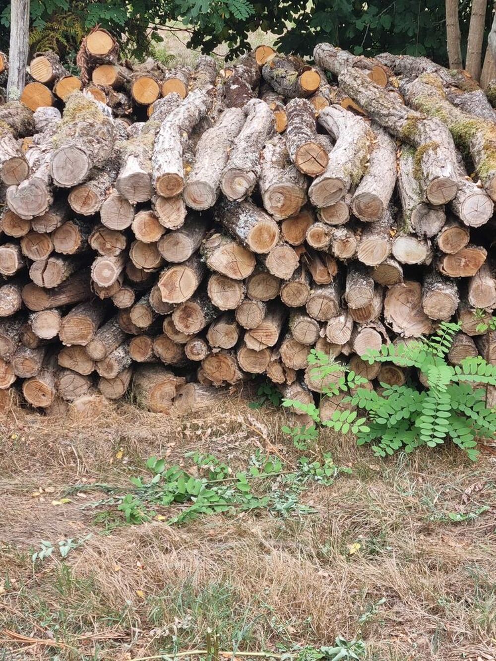 Bois de chauffage Jardin