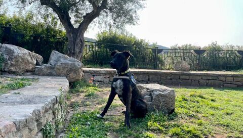 TARZAN, espiègle jeune Boxers croisé Malinois 300 83440 Montauroux