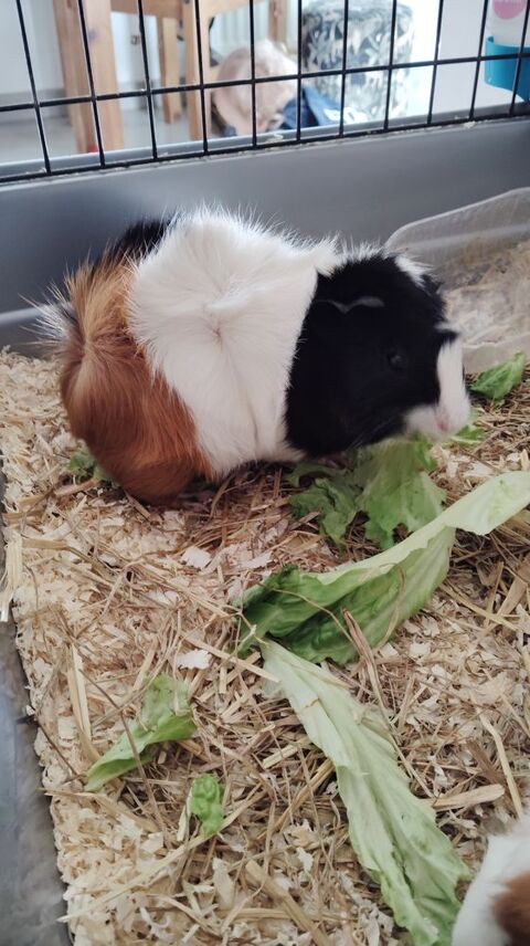 Cochons d'Inde Rosette 10 31790 Saint-jory