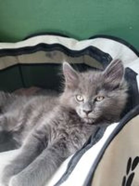   Chatons Maine Coon  