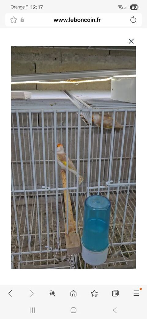 Canaris chardonnerets mutation  180 45000 Orl�ans