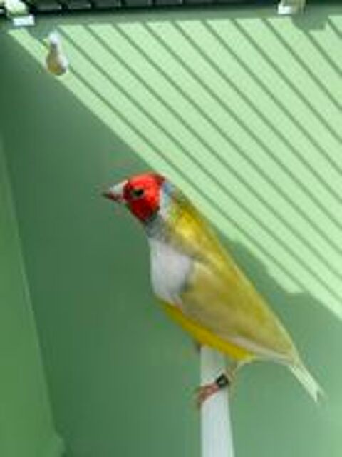   Diamant de Gould pastel 