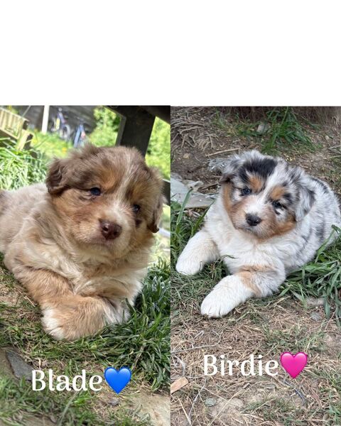 Magnique chiots berger australien lof 1100 49500 Segr�