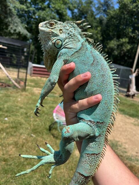 Iguane Bleu 300 82340 Donzac