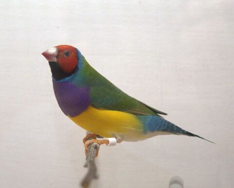 Diamant de Gould 40 02600 Villers-cotterts