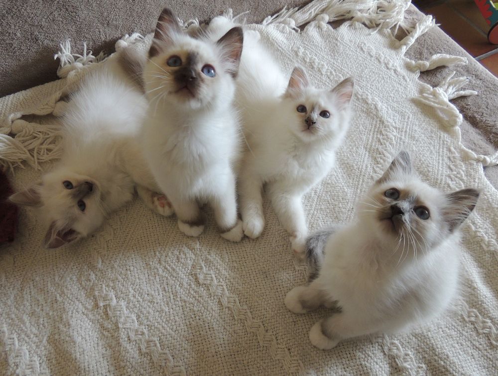   Chatons Sacrés de Birmanie LOOF disponibles à l'adoption 