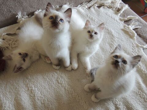 Chatons Sacr&eacute;s de Birmanie LOOF disponibles &agrave; l'adoption 1200 38500 Voiron