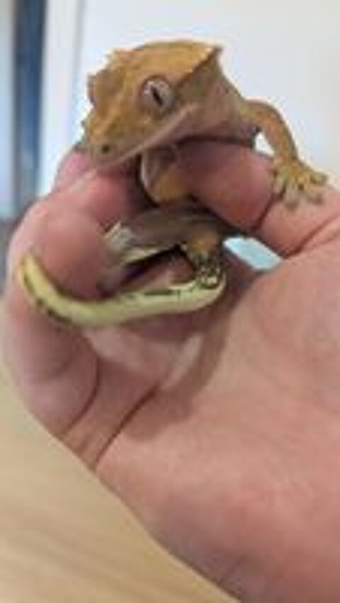   femelle gecko à crête avec son terrarium complet 