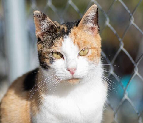 NILA 230 27620 Gasny