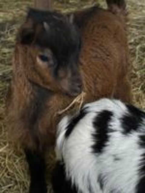   Petit bouc castre 