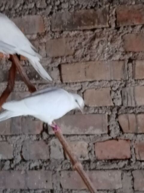 Tourterelles rieuse 15 67230 Benfeld