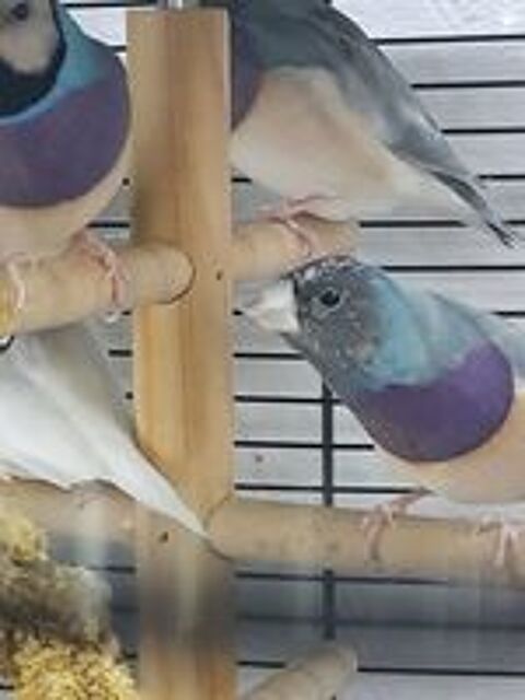   Diamand de goulds bleu pastel 