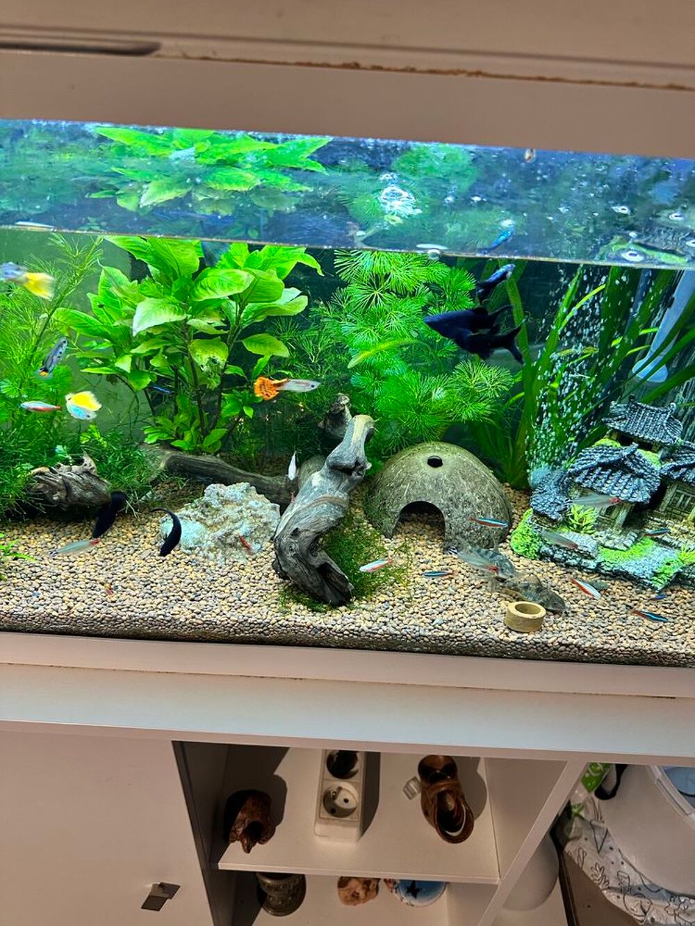 poisson, black Molly Jardin