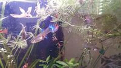   GUPPY 