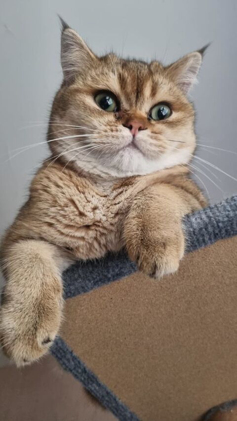 Saillie mâle type British shorthair 35000 Rennes