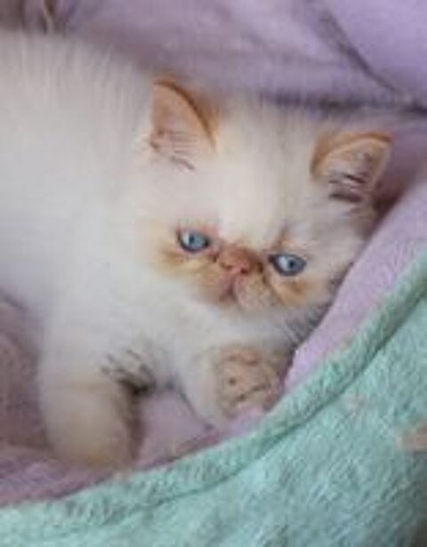  CHATONS EXOTIC SHORTHAIR persan poil court COLOURPOINT LOOF  