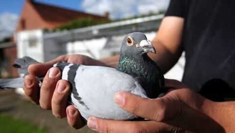 Pigeons voyageurs pour voli&egrave;re 0 59360 Ors