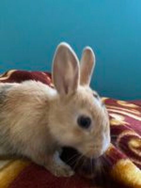  Lapin Nain - 2 ans - Femelle  