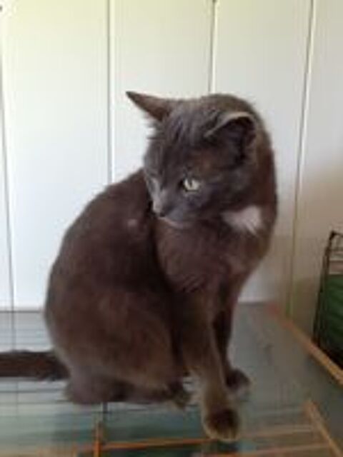   Watson beau chat gris  adopter 