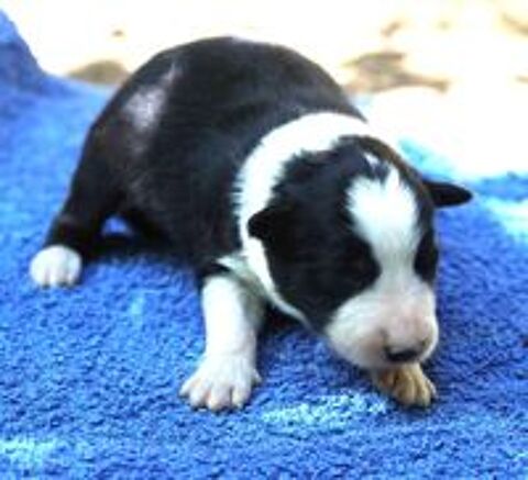   AV Chiots Border Collie LOF 