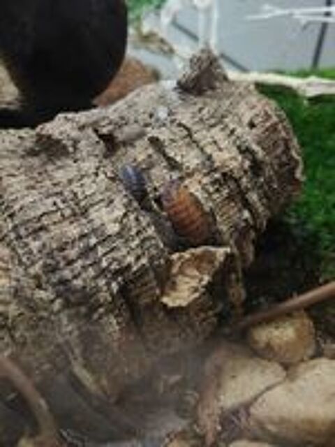   Cloportes porcellios scaber lava 