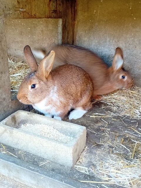 Lapines n&eacute;es en Avril 20 72220 Marign�-laill�