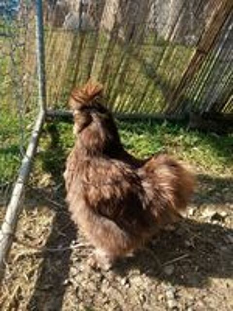   2 poules silkie 
