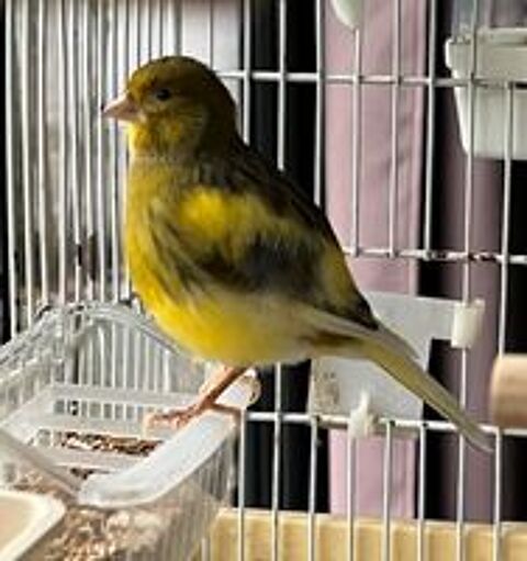  Canari  