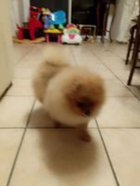   Magnifique chiot spitz allemand femelle naine 