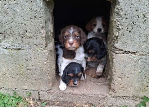 A r&eacute;server chiot &eacute;pagneul breton LOF Tricolore Marron 800 45200 Montargis
