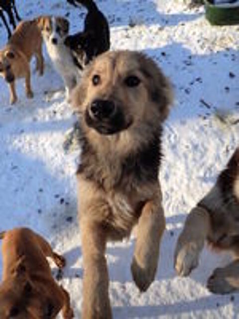   Goldy à l'adoption 