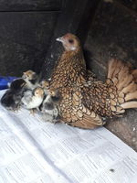   Poules et coques zebryd :  