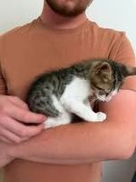  Chat TITAN à l adoption 