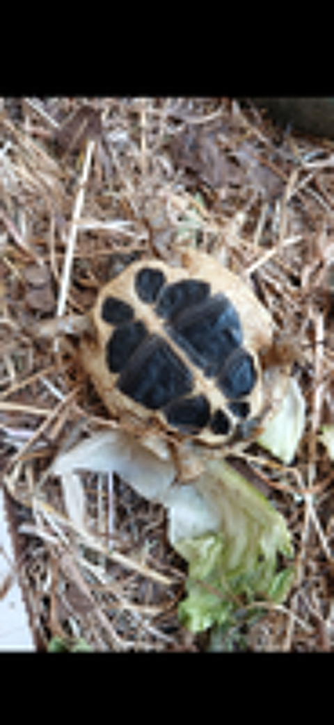   Tortue de terre Grecque 