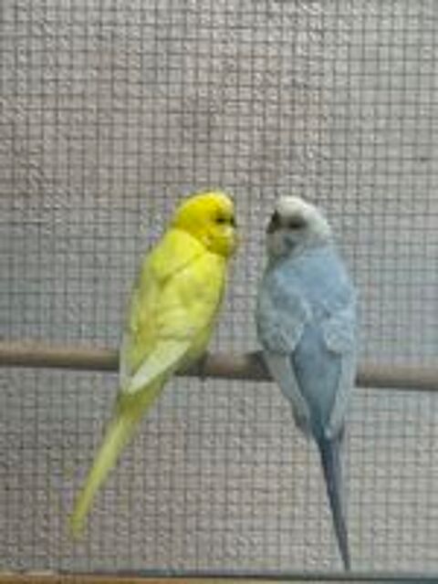   Perruche Ondule Mle Blanc et Bleu 