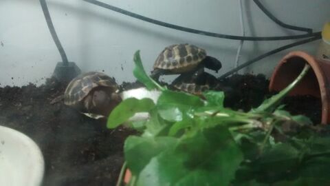 Tortues de terre juv&eacute;niles 65 69360 Simandres