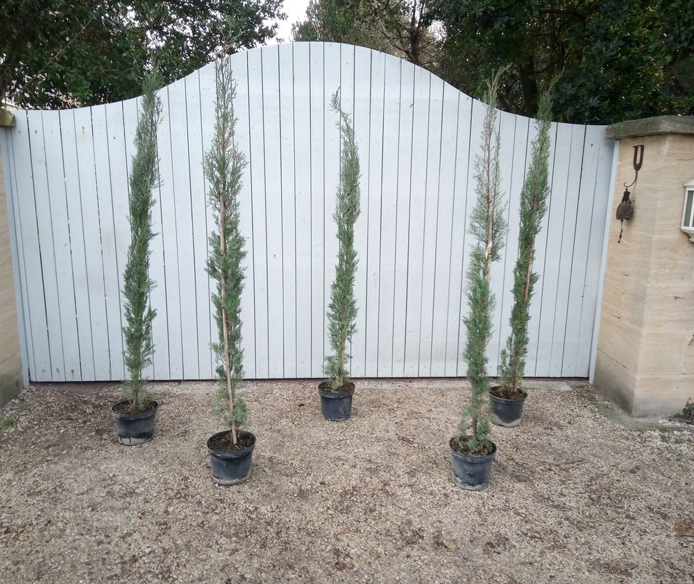 Cypr&egrave;s d'Italie greff&eacute; en forme de chandelle 'Florence'. Jardin