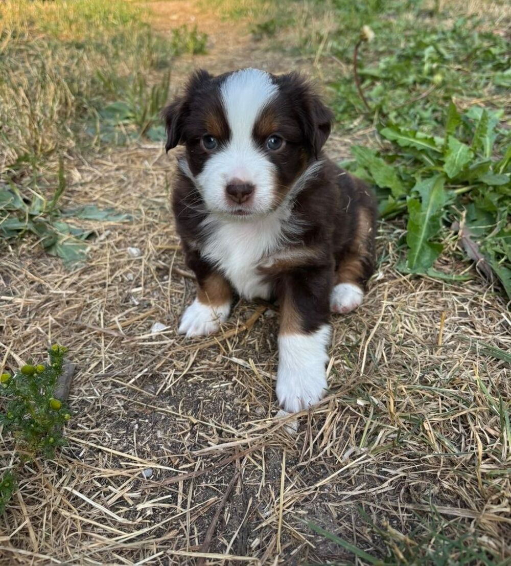   Chiots Mini Berger Américains LOF  