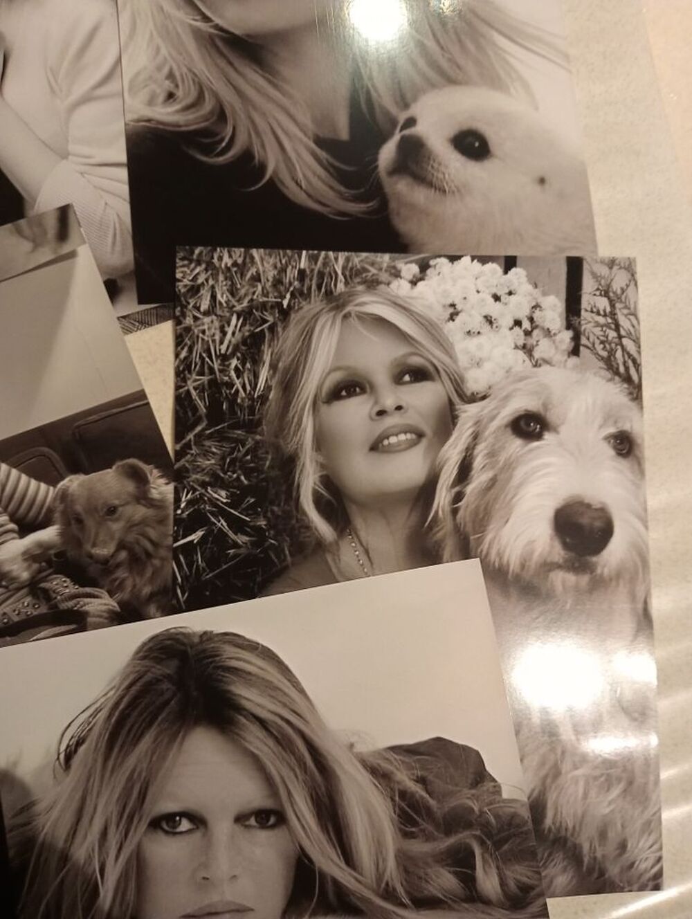 Brigitte bardot cinema cd dvd photos DVD et blu-ray